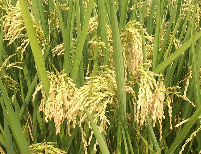 農業(yè)氣象站